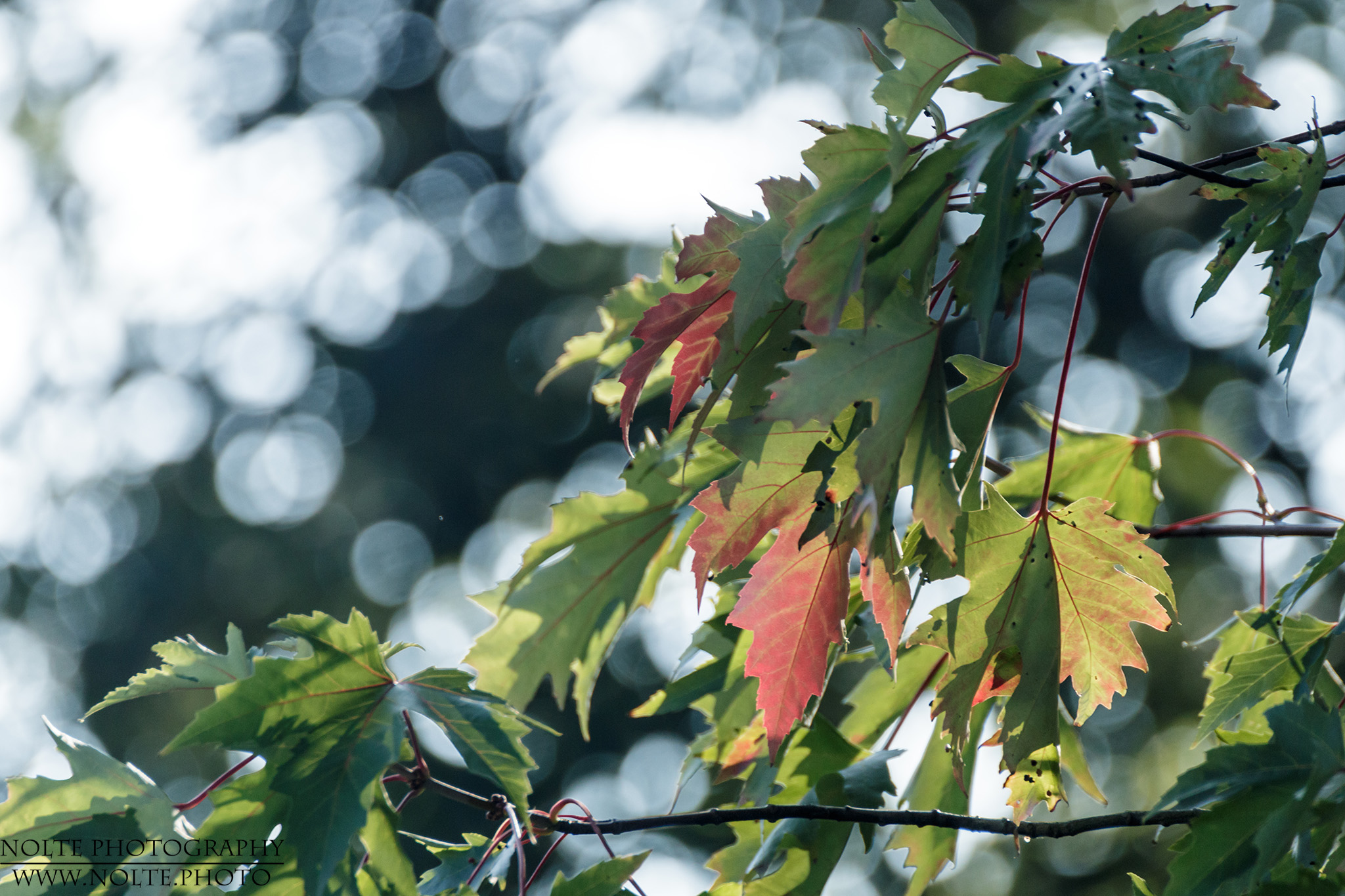 Beginnende Herbstfärbung eines Ahorns (Acer Sp.)